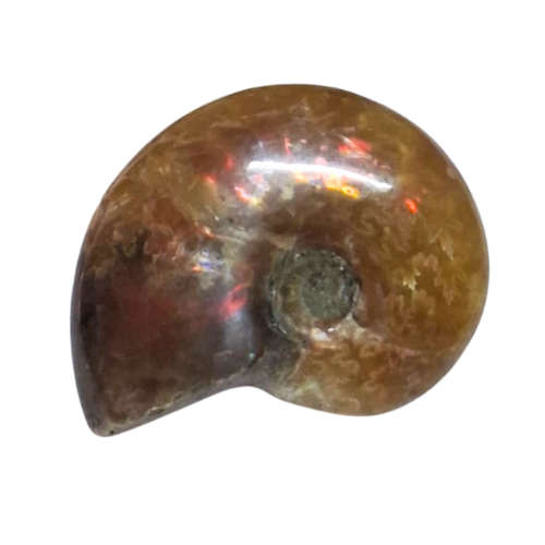 Small Ammonite fossil, Madagascar, 22-29mm