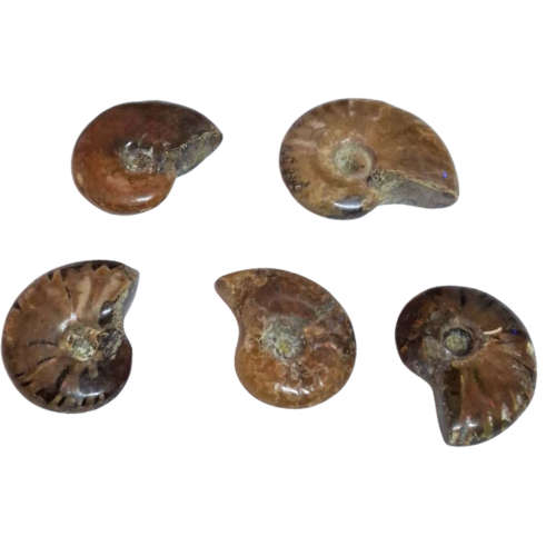 Small Ammonite fossil, Madagascar, 22-29mm