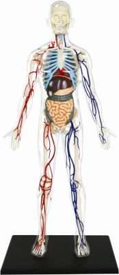 4D Master Human Anatomy - Clear Human Body