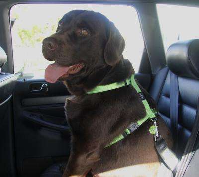 Rogz Utility Lumberjack Dog H-Harness - Extra Large 25mm (Lime Reflective)