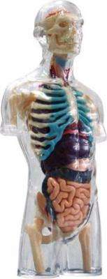 4D Master Human Anatomy - Transparent Torso Anatomy Model