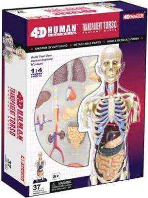 4D Master Human Anatomy - Transparent Torso Anatomy Model