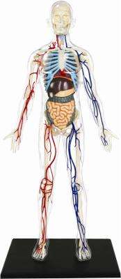 4D Master Human Anatomy - Clear Human Body