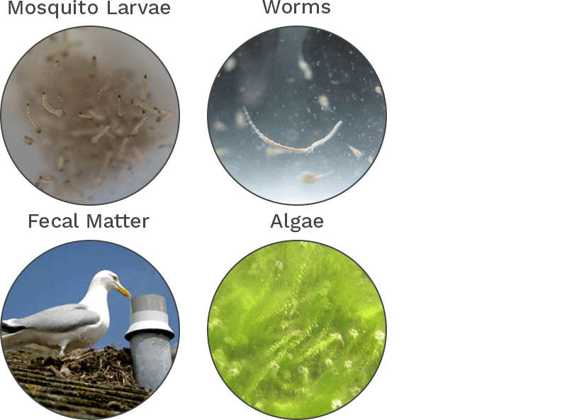 common contaminants found at the bottom of jojo tanks