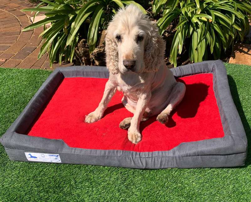 Dog-O-Pedic Throne Memory Foam Orthopedic Mattress
