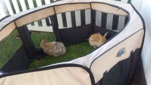 Portable and Collapsible Pet Playpen