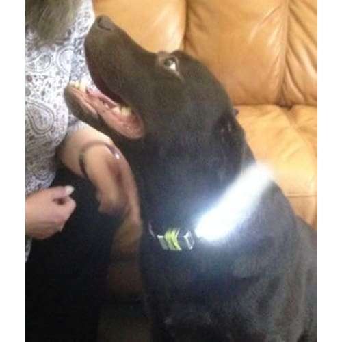 Xtreme Xccessories Rechargable LED Light  Dog Collar