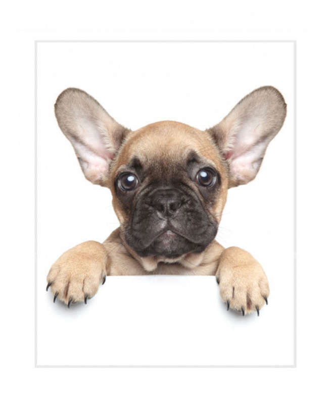 French Bulldog Puppy Fleece Blanket - Bulldog Bedding