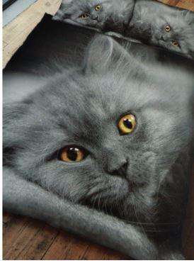 Grey Kittens Duvet Set - Kitten Bedding - Cat Bedding - Double