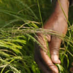 Oulandsgras/Lovegrass - Eragrostis curvula (Ermelo) - Coated 25kg