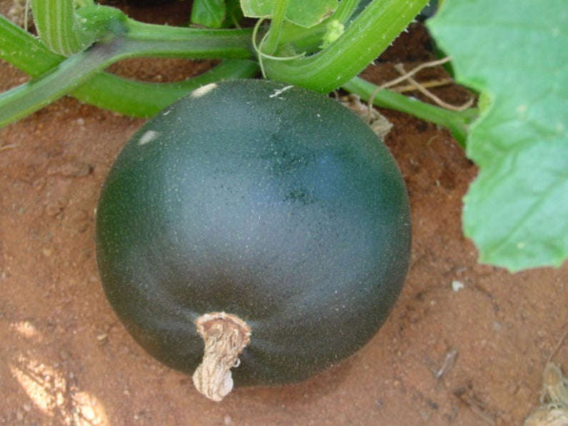 Gemini Gem Squash Seeds (Prices From)