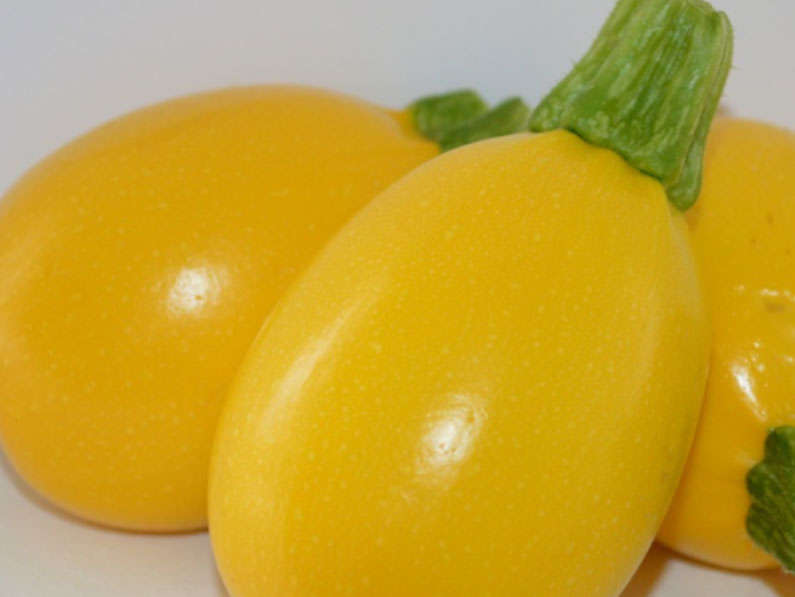 Medallion Speciality - Baby Yellow Gem Squash 1000 Seeds