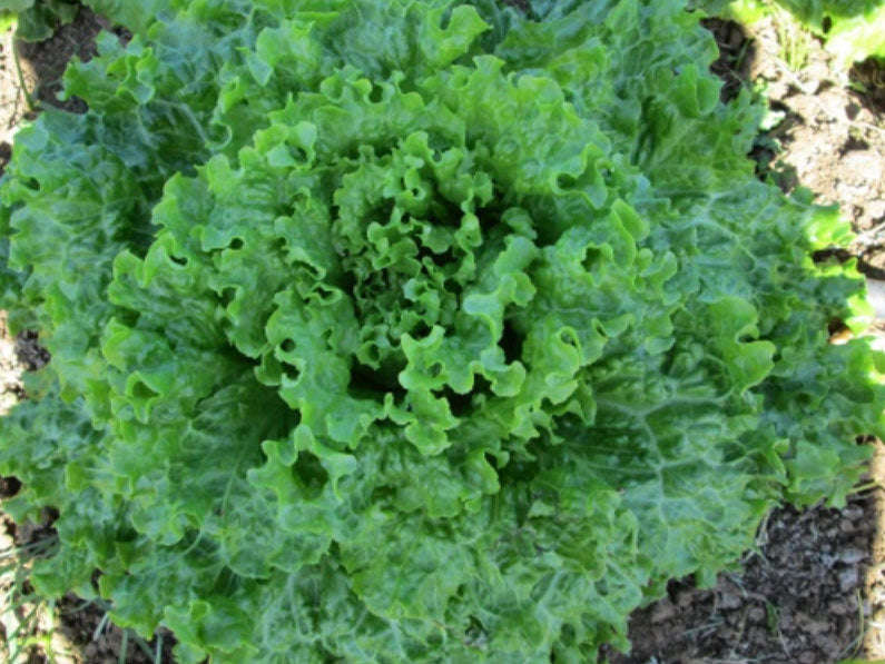 Milena Green Batavia Lettuce Seeds 100g