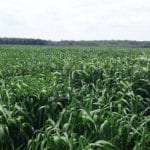 Oats Seeds 20kg