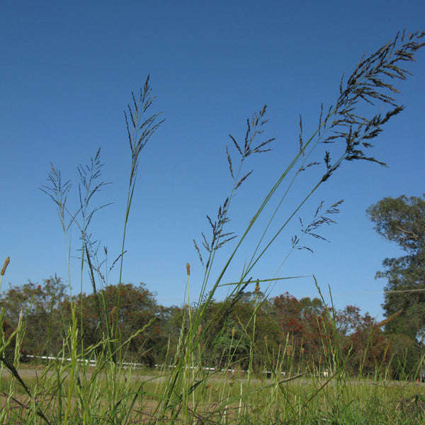 Oulandsgras/Lovegrass - Eragrostis curvula (Ermelo) - Coated 25kg
