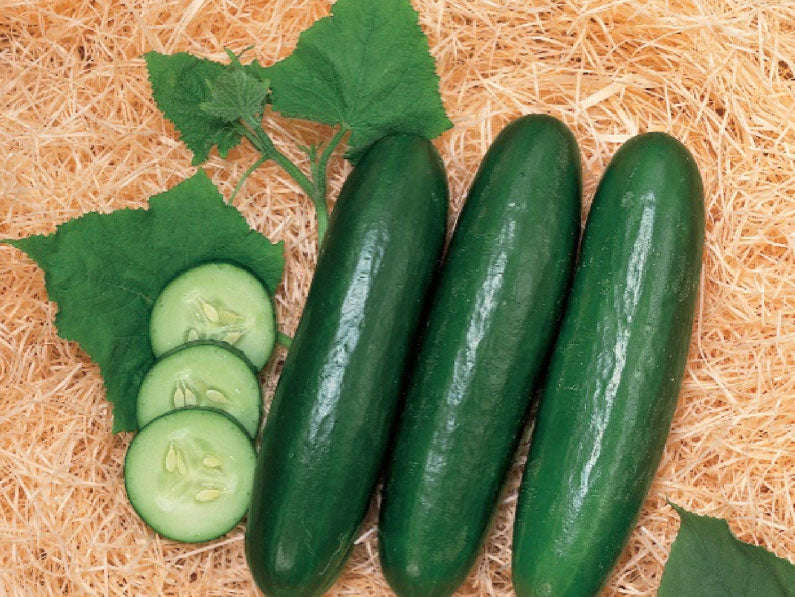 Zena Cucumber Seeds ( Open Field) 100g
