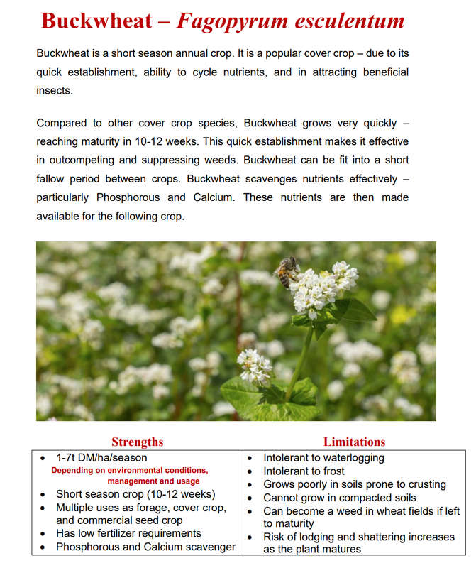 Buckwheat seeds 25kg