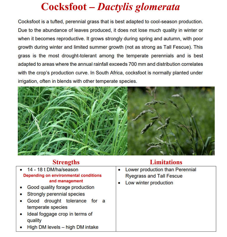 Cocksfoot - Adremo 20kg