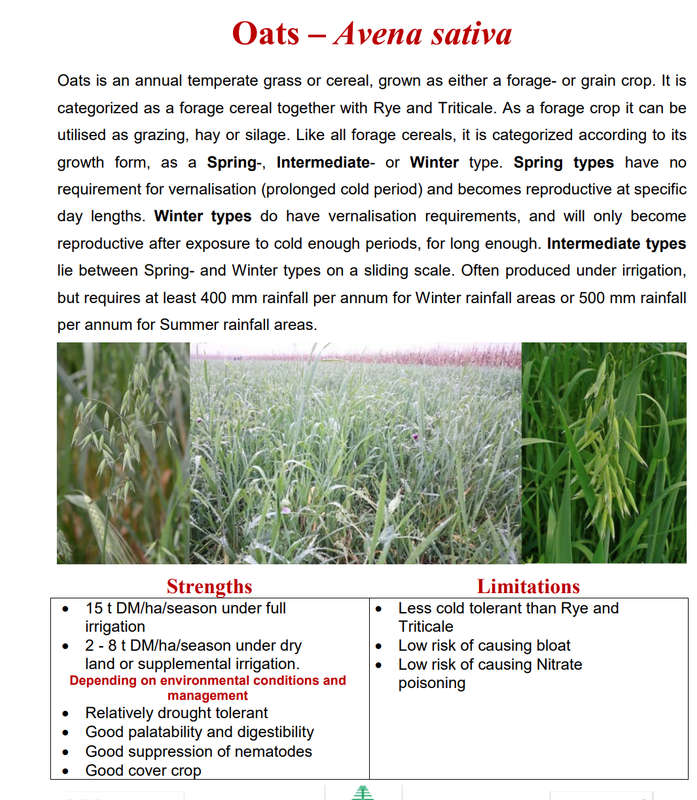 Oats Seeds 20kg