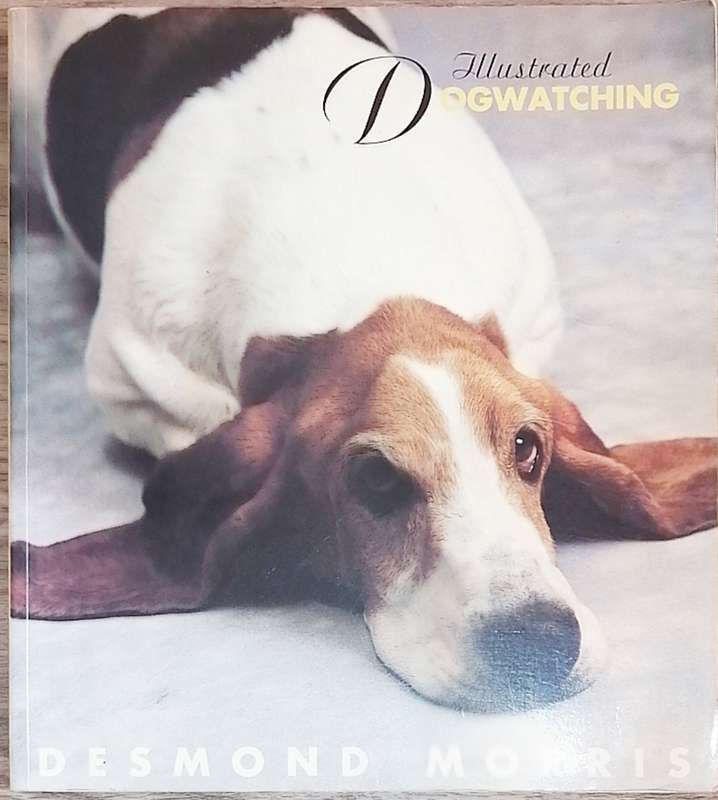Illustrated Dog Watching