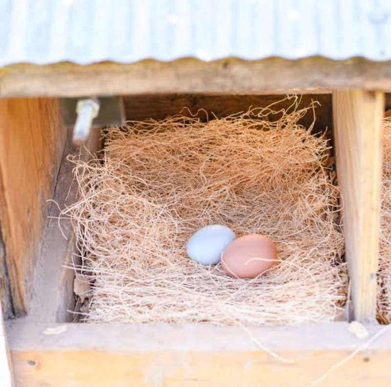 Nest Box Egg