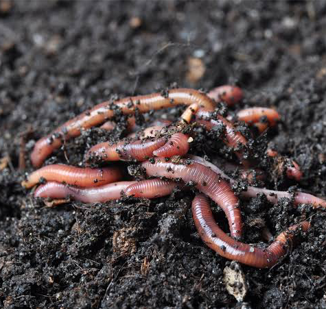 Live Red Wiggler Worms