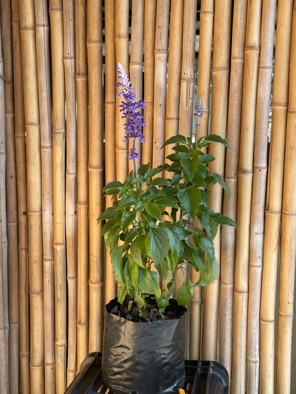 Salvia farinacea