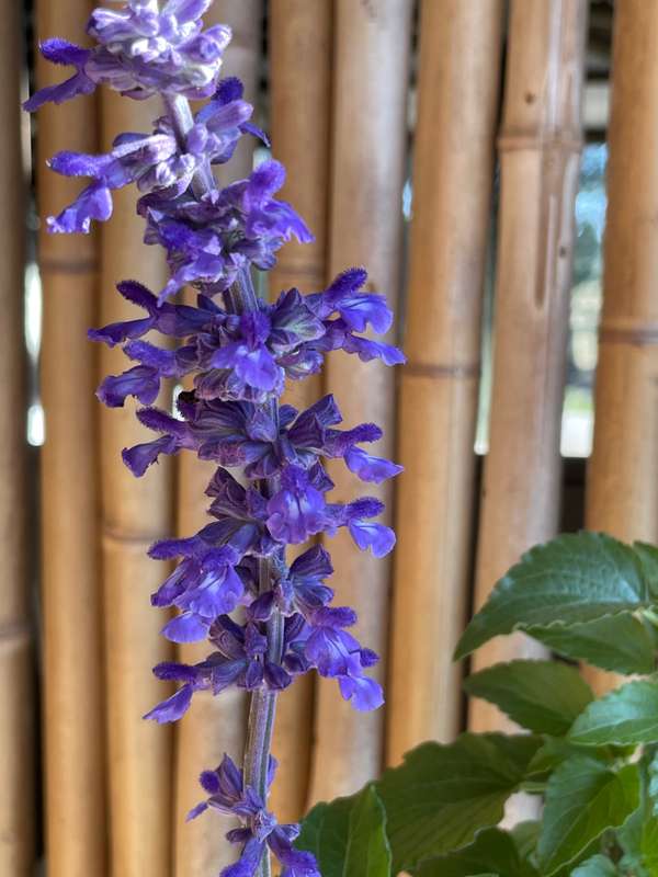 Salvia farinacea