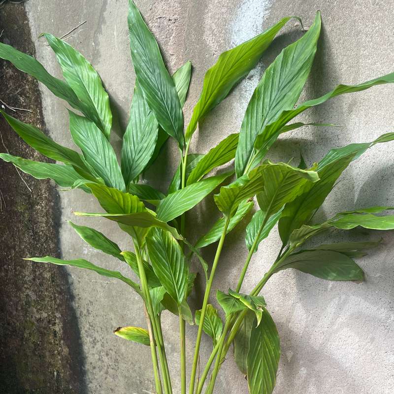 Green Cardamom (Elettaria cardamomum) Rooted Plant