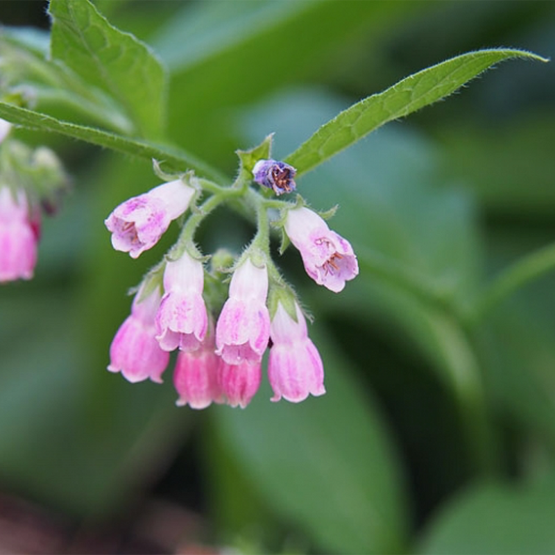 Comfrey