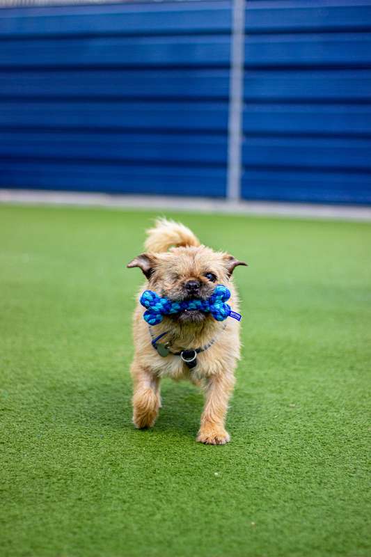 Battersea Rope Bone