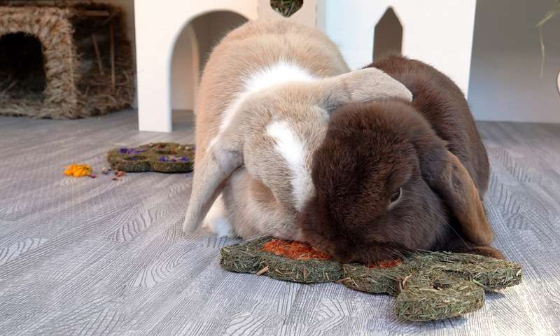 Rosewood Carrot n' Forage Bunny (19cm)