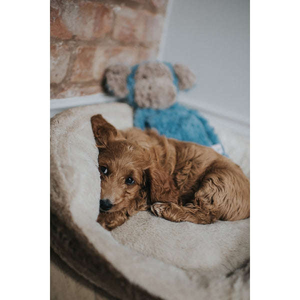Rosewood My Dog Calming Monkey