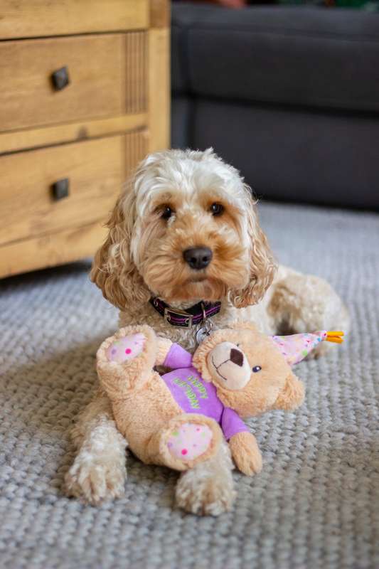 Rosewood Bonnie Birthday Bear