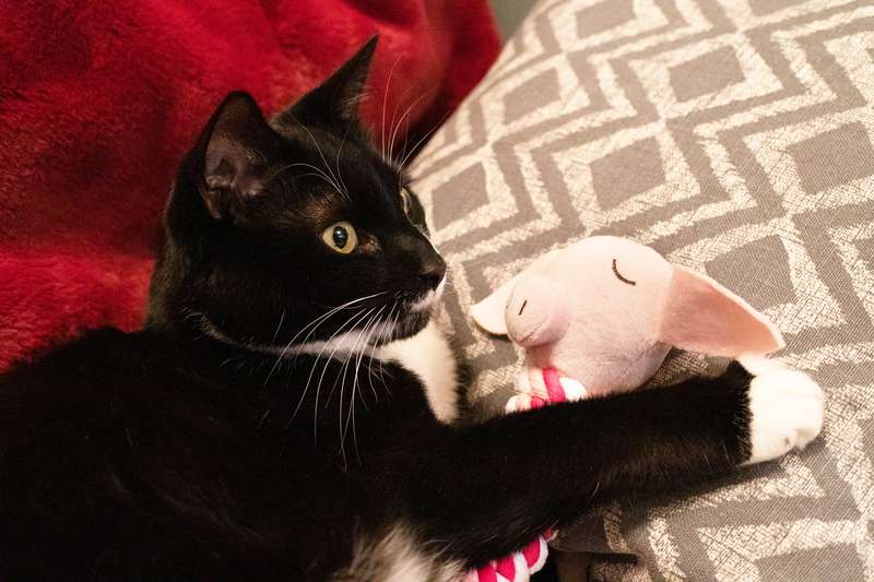 Pig in a Blanket Rope Cat Toy