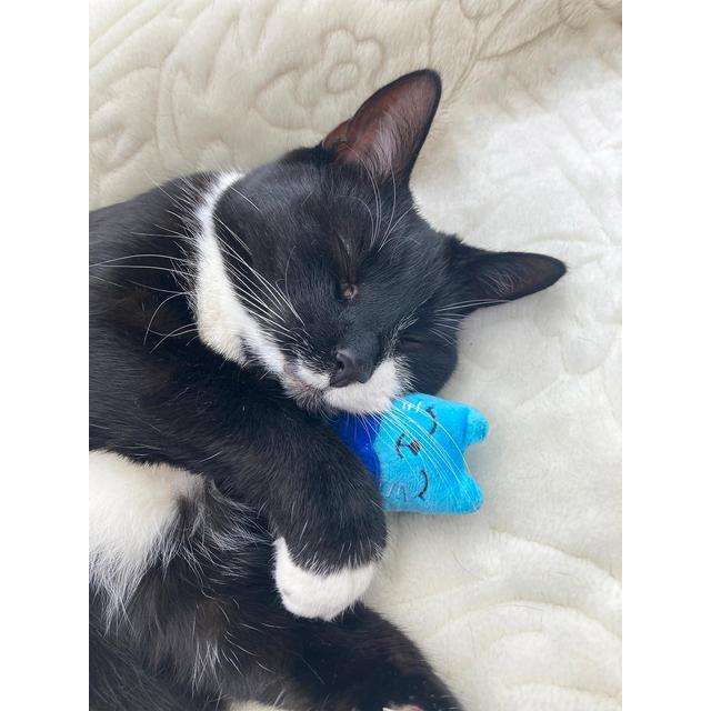 Battersea Catnip Cats (3pc)