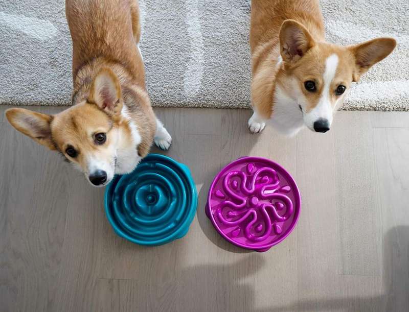 Outward Hound Fun Feeder Purple