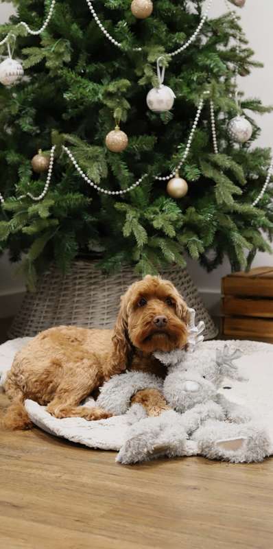 Maxi Festive Flattie Reindeer