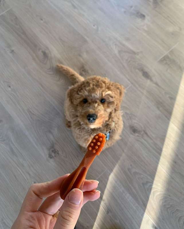Whimzees Medium Toothbrush Single