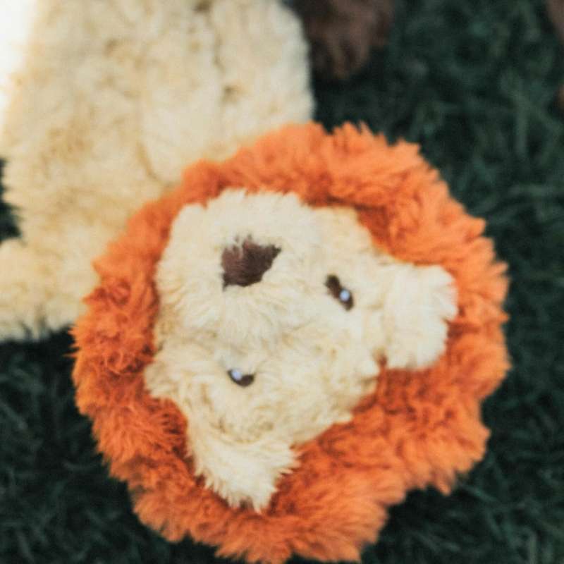 My Dog Lion