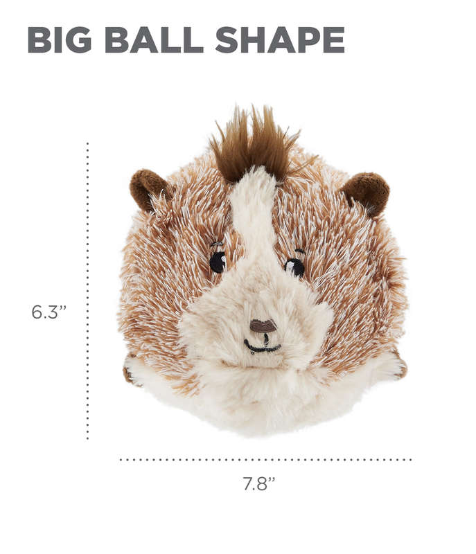 Jumbros Guinea Pig