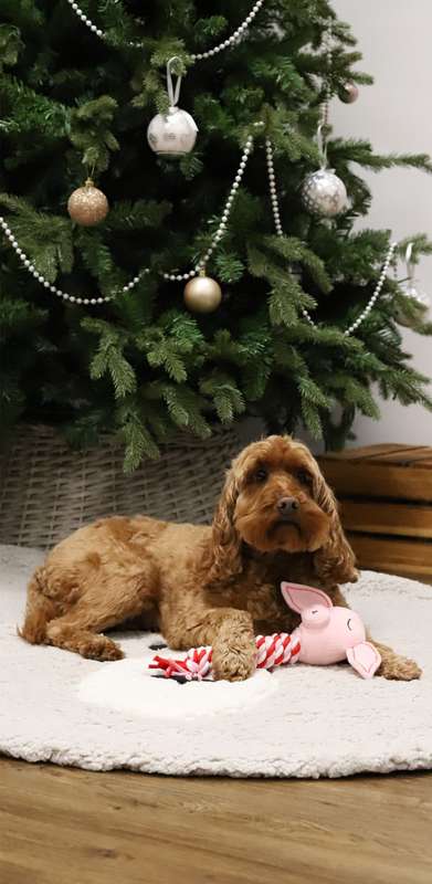 Pig in Blanket Dog Toy