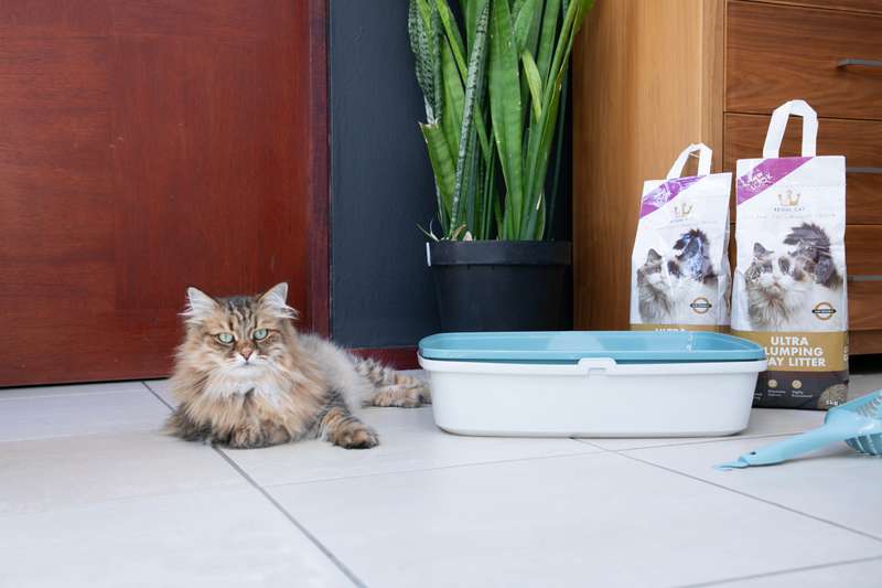 Regal Ultra Clumping Clay Litter