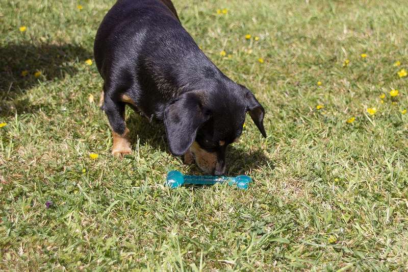 BioSafe Puppy Bone (12cm)