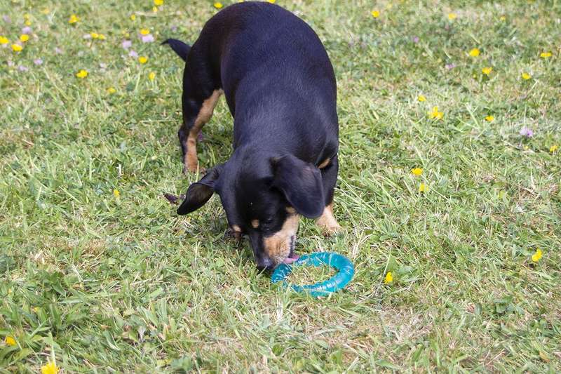 BioSafe Puppy Ring