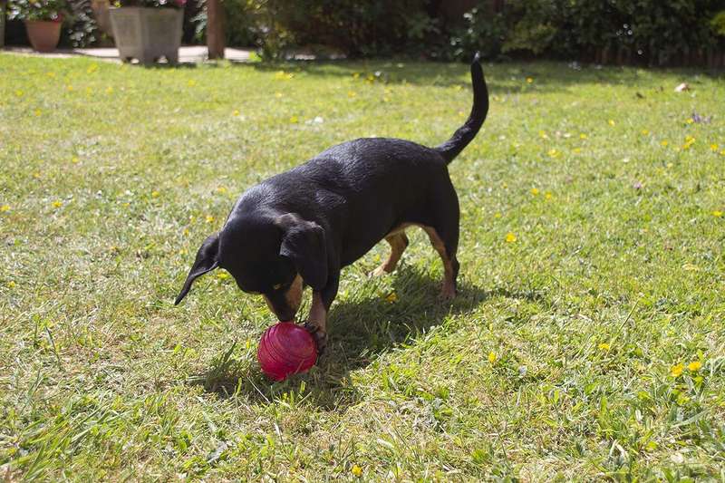 BioSafe Puppy Ball