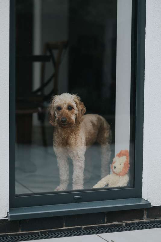 My Dog Lion