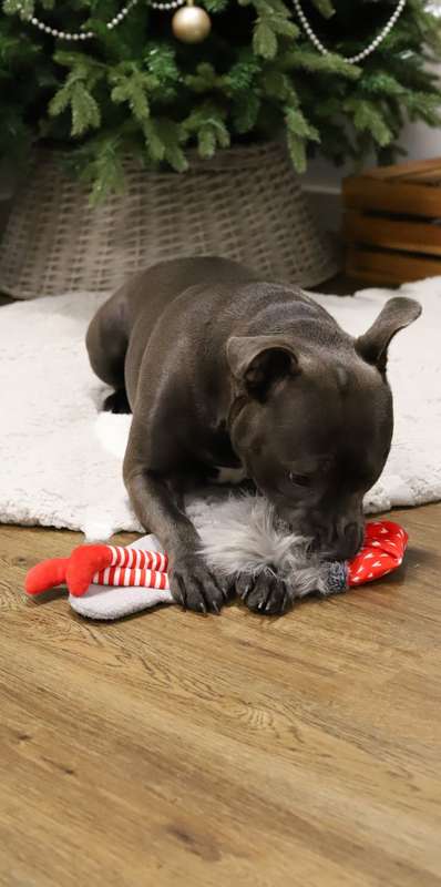 Crinkle Santa Sock