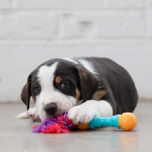 Mini Dental Chew Pack