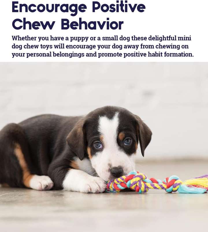 Mini Dental Chew Pack